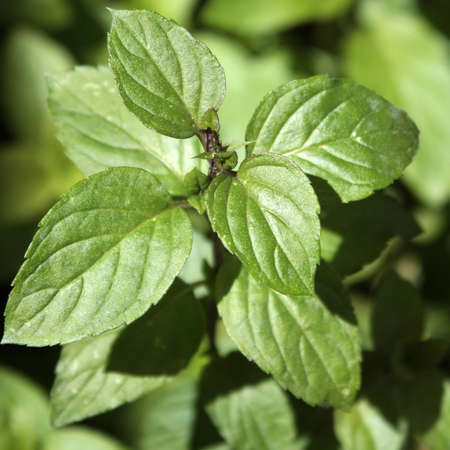 Closeup of a mint herbの写真素材