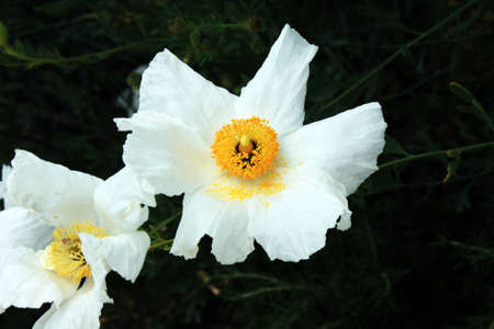 White poppyの写真素材