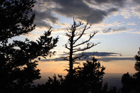 Trees in backlightの写真素材