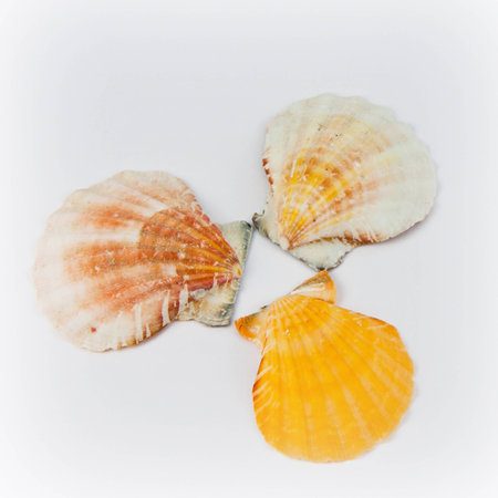 Three shells in a circle