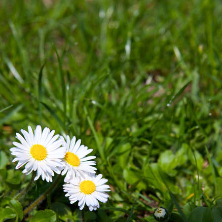 Daisies and lawnの写真素材
