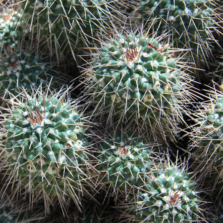 Square shot of cactuses in a top viewの写真素材