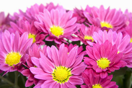 Closeup of pink aster blossomsの写真素材