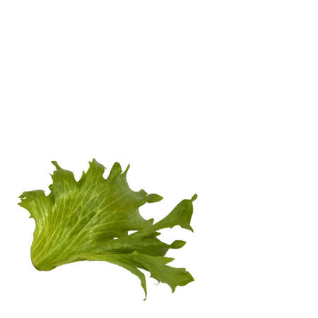 One isolated leaf of saladの写真素材