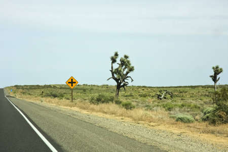 Joshua tree and a traffic sign at a highway in a desertの写真素材