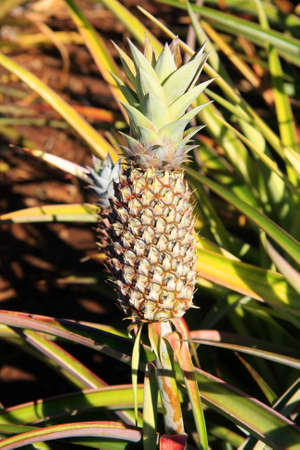 Closeup of a pineappleの写真素材