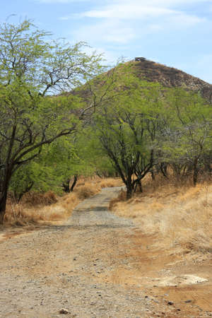 Unpaved way through forest towards a hillの写真素材