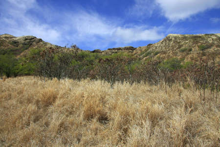 Prairie close to the Diamond Head Craterの写真素材