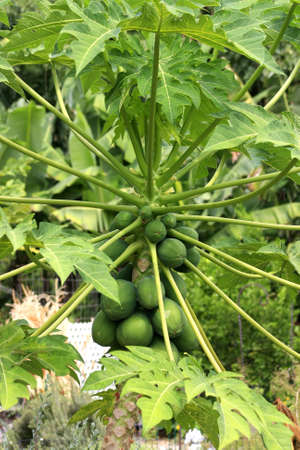 This is how Papaya is growingの写真素材