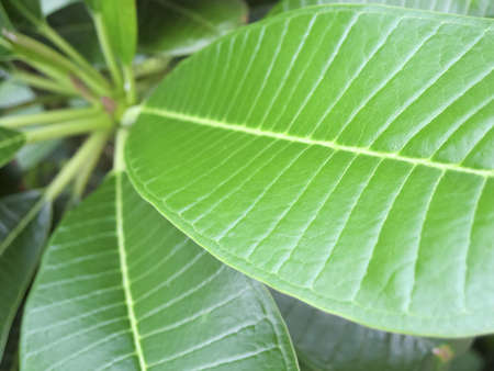 Closeup of green leaves of a plumeriaの写真素材