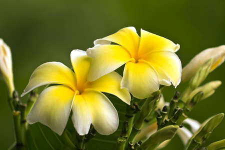 Two yellow and white blooms of a Plumeriaの写真素材