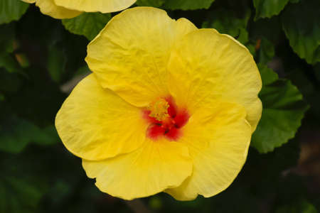 Yellow hibiscus at a bush in horizontal formatの写真素材