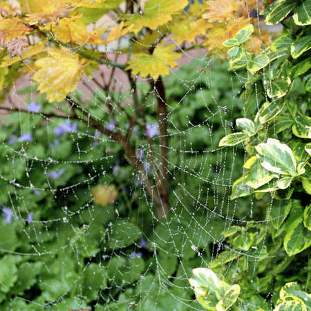 Closeup of a cobweb with waterdropsの写真素材
