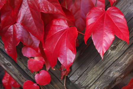 Red vine leaves in autumnの写真素材