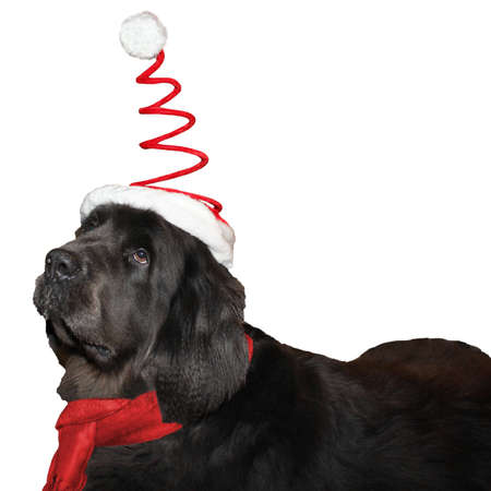 A newfoundland wearing a red scarf and a christmas hatの写真素材