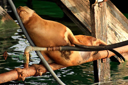 A seal is sleeping under a pier on a pipeの写真素材