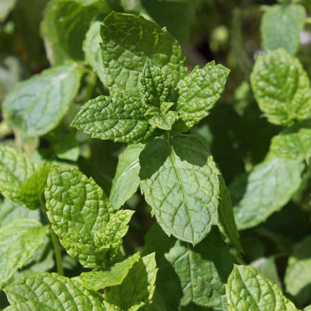 Lemon balm leafs in a close-upの写真素材