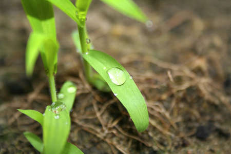 A water drop on a grass leaf with a brown natural backgroundの写真素材