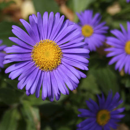 A square close-up of a purple asterの写真素材
