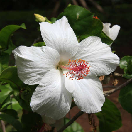 Square shot of a single blossom of a hibiscus at a bushの写真素材