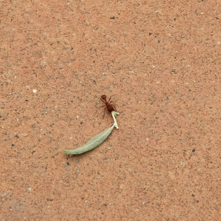 Square shot of a red wood ant with a leaf