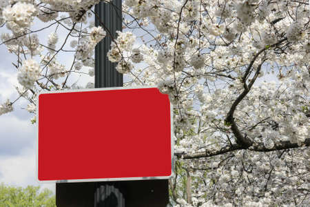 Red traffic sign over cherry blossomsの写真素材