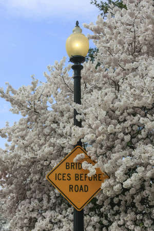 Traffic sign bridges ices before road over cherryblossomsの写真素材