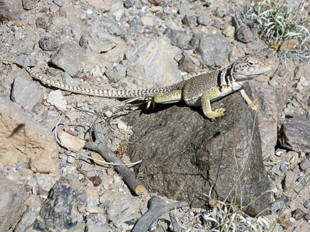Shot of a female collared lizardの写真素材