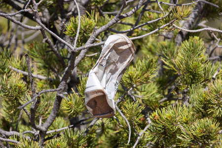 Used can dumped in natureの写真素材