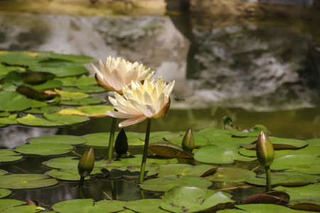 Two yellow blooming water liliesの写真素材