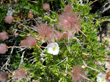 Plants in the desertの写真素材
