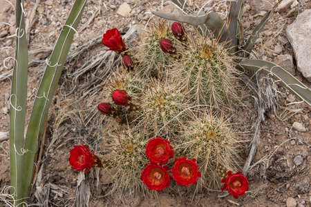 Plants in the desertの写真素材
