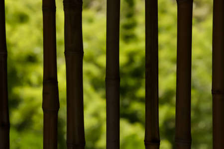 Background made of Bambooの写真素材