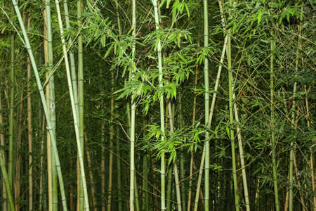 Background made of Bambooの写真素材