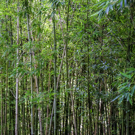 Background made of Bambooの写真素材