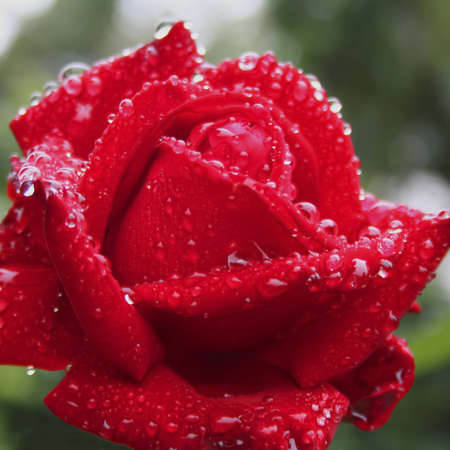 A square closeup shot of a red roseの写真素材