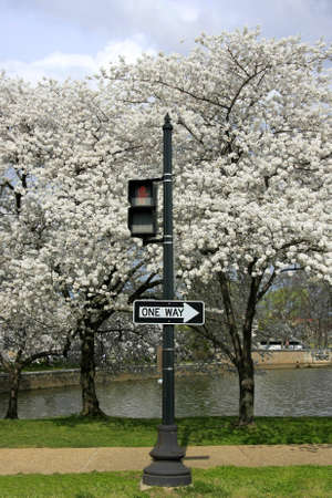 Pedestrian sign and one way in front of blooming cherry treesの写真素材