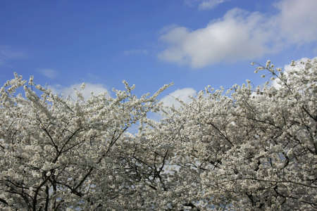 Background of cherry blossoms and skyの写真素材