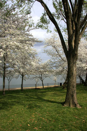 Blooming cherry trees in a park at a lakeの写真素材