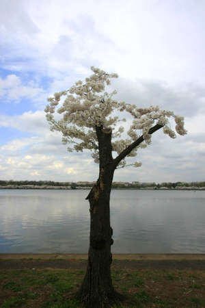 A cut tree with new blossomsの写真素材