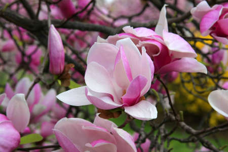 Blooming magnolia close up in springtimeの写真素材