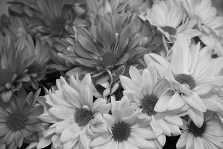 Colorful asters in monochromeの写真素材