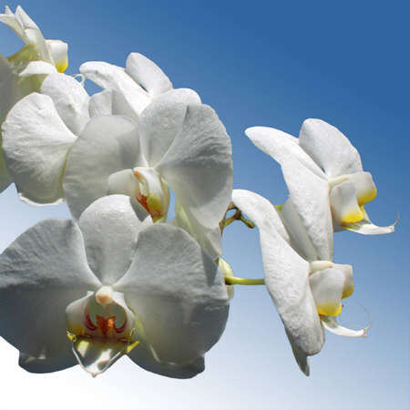 White Orchids over a faded blue background in a square shotの写真素材