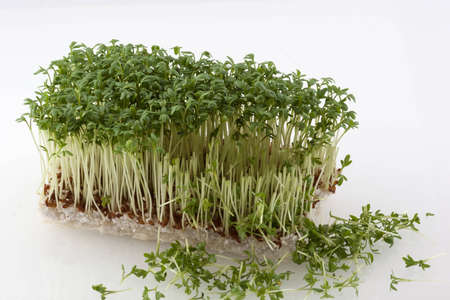 Fresh cress partly cut off with sprouts in frontの写真素材