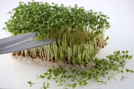 Fresh cress is cut with scissorsの写真素材