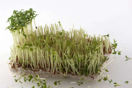 Rectangular part of fresh cress with only a small part leftの写真素材