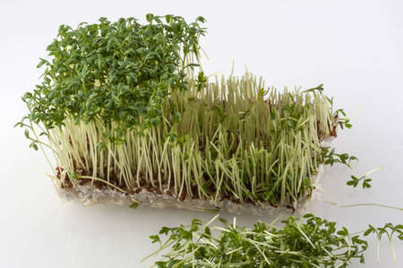 Rectangular part of fresh cress with a half part already cut offの写真素材