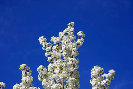 White cherry blossoms against dark blue skyの写真素材