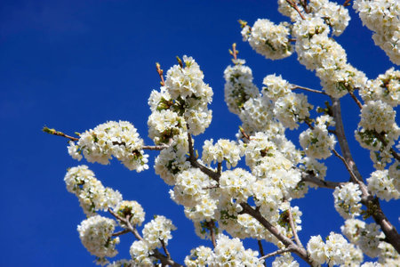 White cherry blossoms against dark blue skyの写真素材