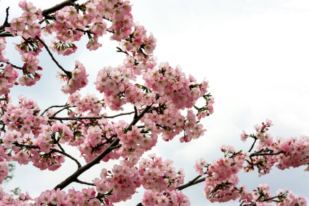 Pink cherry blossoms against white cloudy skyの写真素材